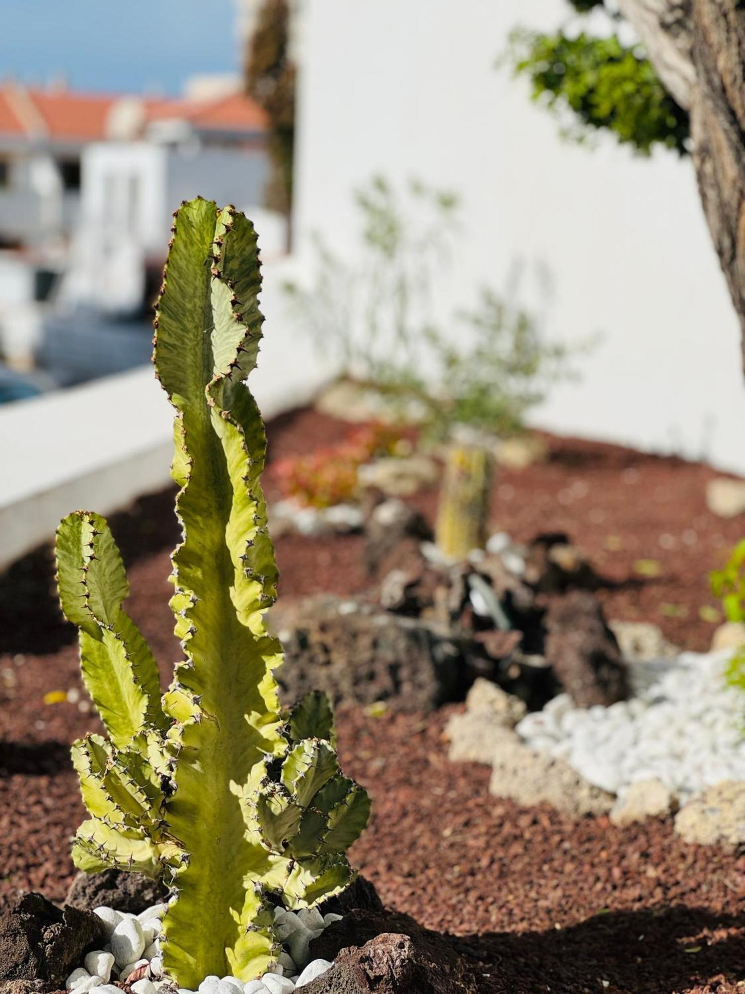 Garden City Private Apartment Costa Adeje Playa Feñabe Exteriér fotografie