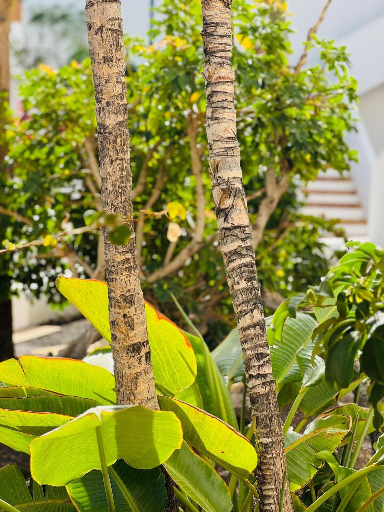 Garden City Private Apartment Costa Adeje Playa Feñabe Exteriér fotografie